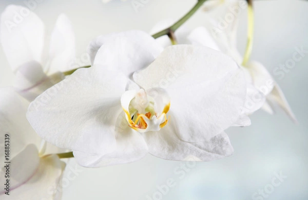 Fototapeta Weiße Orchidee