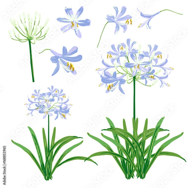 Obraz Blue agapanthus flower spring for object. The flower is vector design with four blossom, three bouquet of agapanthus flower and leaf. 