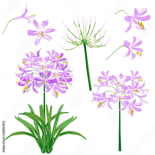 Obraz Purple agapanthus flower spring) for object. The flower is vector design with four blossom, three bouquet of agapanthus flower and leaf.  