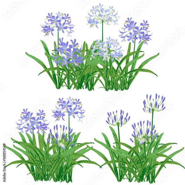 Obraz Agapanthus kwiat wiosna dla obiektu. Niebieski kwiat jest projektem wektorowym z trzema bukietami kwiatów agapantusa i liści.