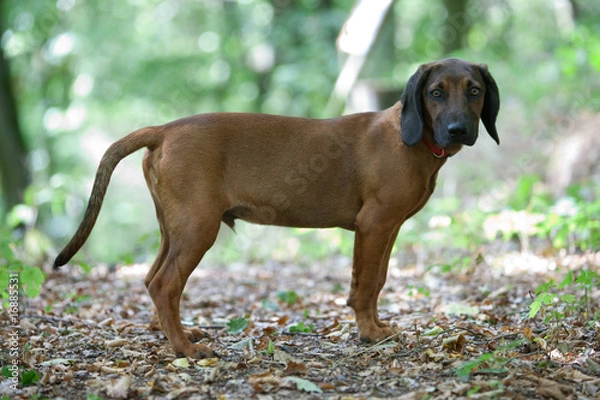 Fototapeta Junger Bayerischer Gebirgsschweißhund