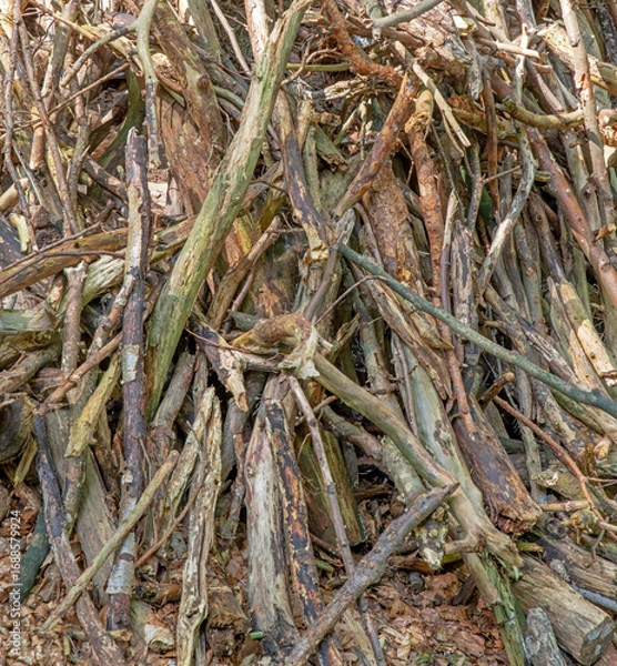 Fototapeta A closeup shot of a pile of tree branches in the forest
