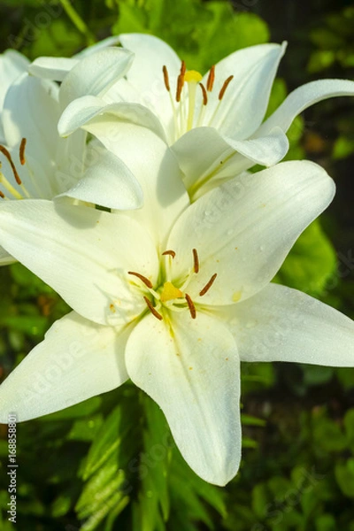 Fototapeta White lily - beautiful flower, symbol of sadness