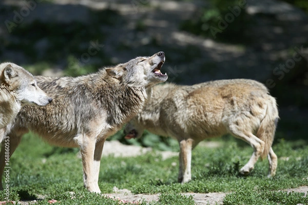 Obraz Heulender Wolf