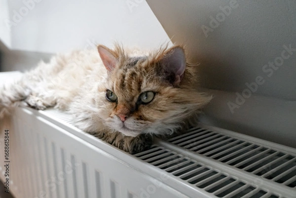 Obraz Selkirk Rex cat lies on a heating radiator against the background of light wall