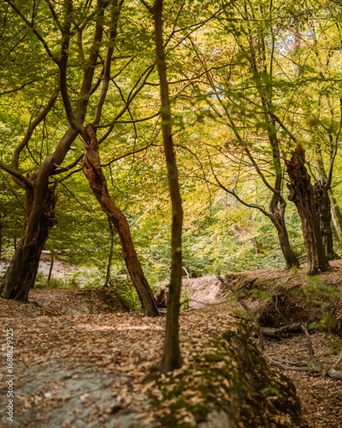Obraz Epping Forest in autumn