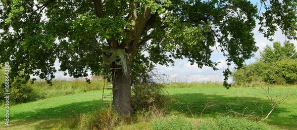 Fototapeta Alleinstehende Eiche mit Hochsitz