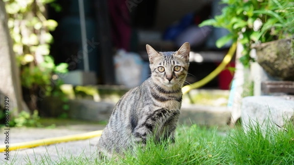 Fototapeta One cute cat having a rest in the yard
