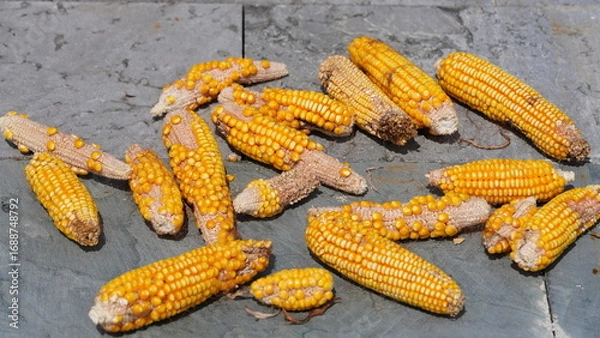 Fototapeta The corn layed on the floor for the air dried in the countryside of the China