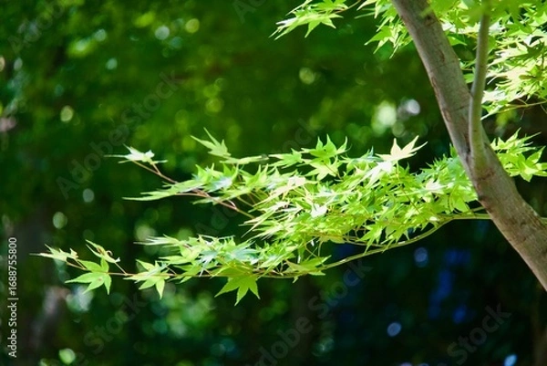 Obraz 青々した綺麗なもみじ