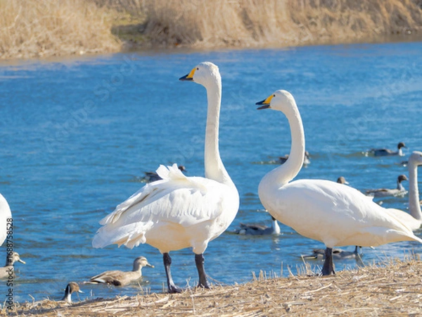 Fototapeta あっちの方向を向いているハクチョウ