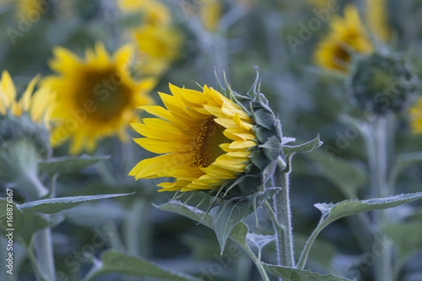 Obraz Half Bloomed Sunflower
