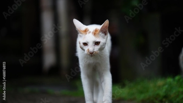 Fototapeta One cute cat having a rest in the yard
