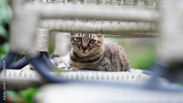 Fototapeta One cute cat having a rest in the yard
