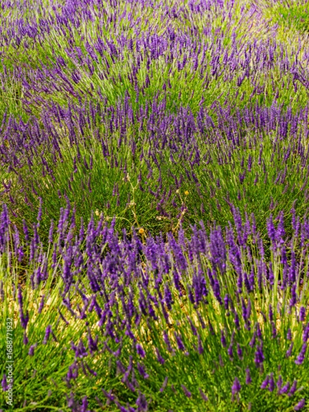 Fototapeta Lavender fields in bloom in Provence