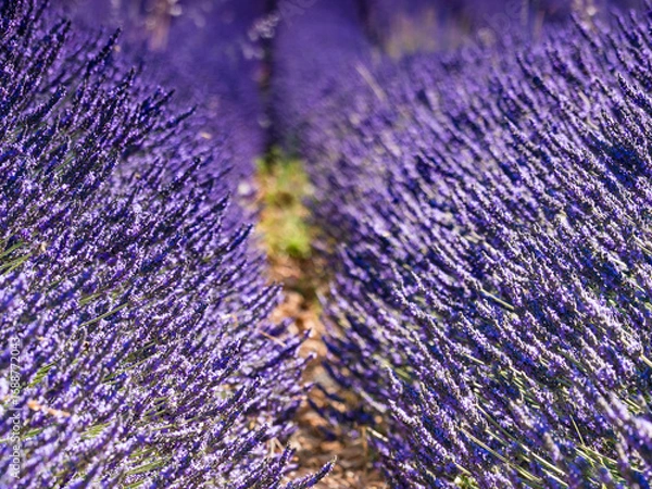 Fototapeta Lavender fields in bloom in Provence