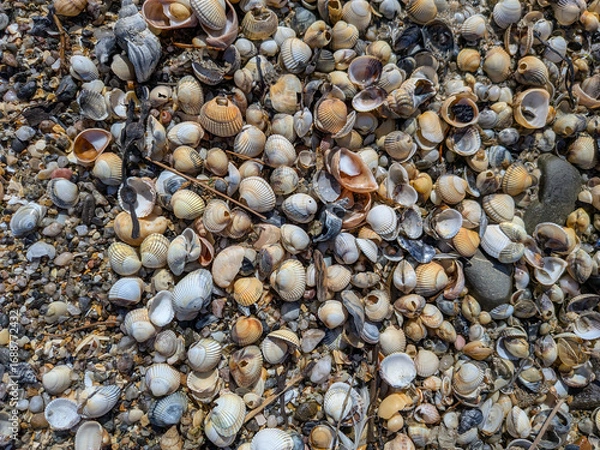 Obraz Beach Shells