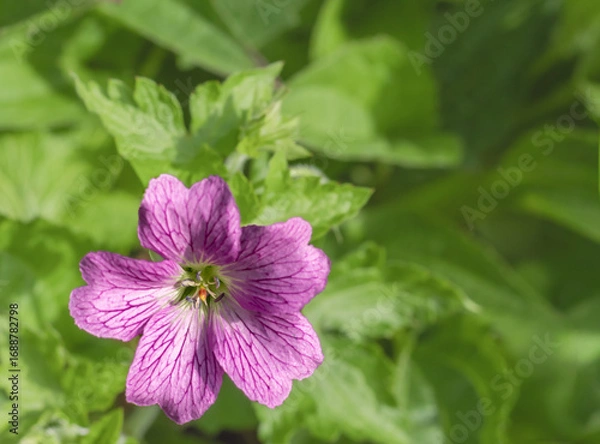 Fototapeta View of a Sticky Geranium a Purple Flower with a Green Background