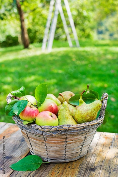 Fototapeta Fruit harvest apple pear