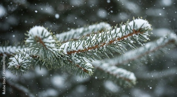 Fototapeta Snow-Kissed Spruce: Winter's Embrace on Evergreen Branch with Falling Snowflakes