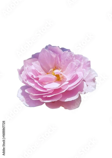 Fototapeta Pastel Pink Rose Vector isolated on white background
