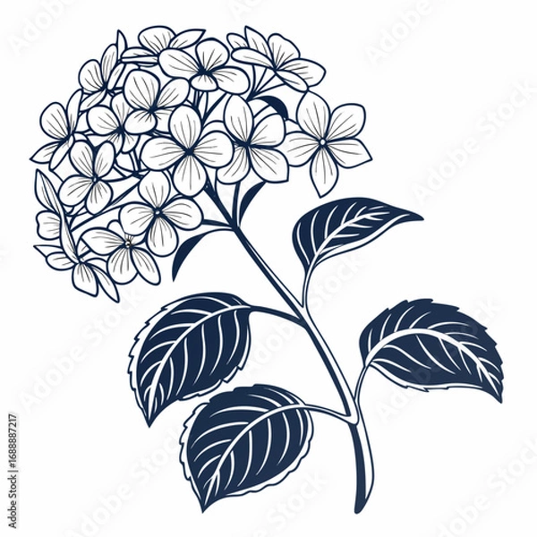 Fototapeta  hydrangea paniculata with leaves 