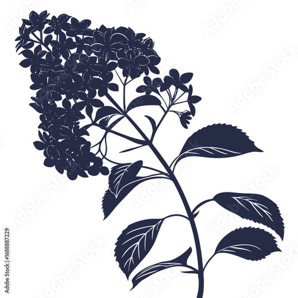 Fototapeta  hydrangea paniculata with leaves