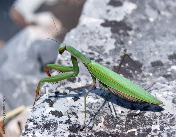 Obraz A green mantis on a textured stone surface