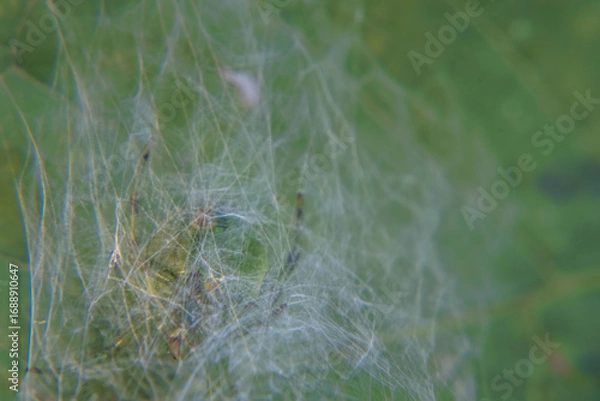 Fototapeta Nature’s predator