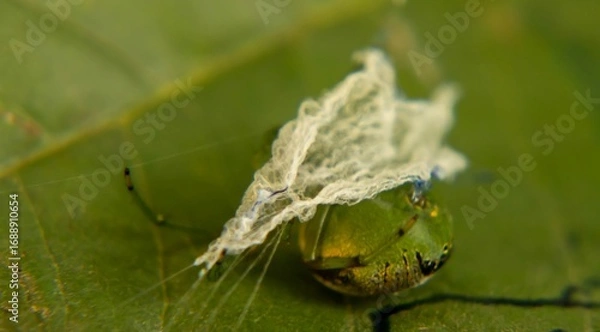 Obraz The Garden’s Silent Architect