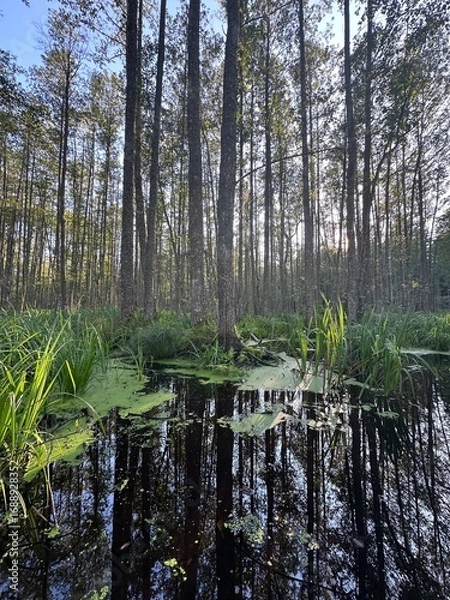 Obraz lake in the forest