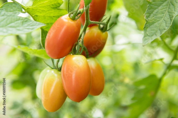 Fototapeta ミニトマト