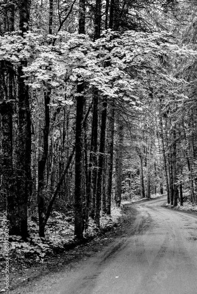 Fototapeta Tree lined forest road with tall pines