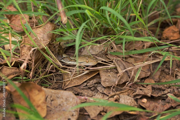 Fototapeta Boa Snake in the grass, Boa constrictor snake on tree branch
