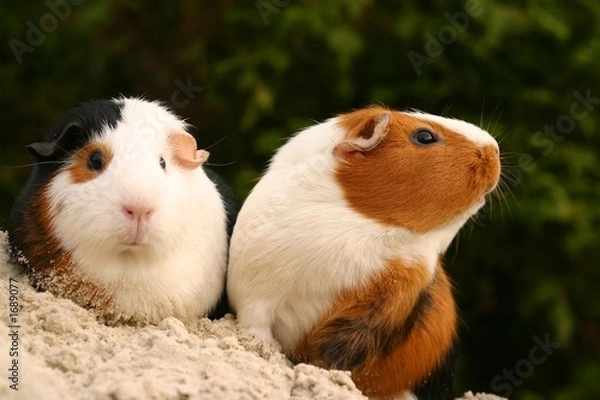 Obraz curious pets