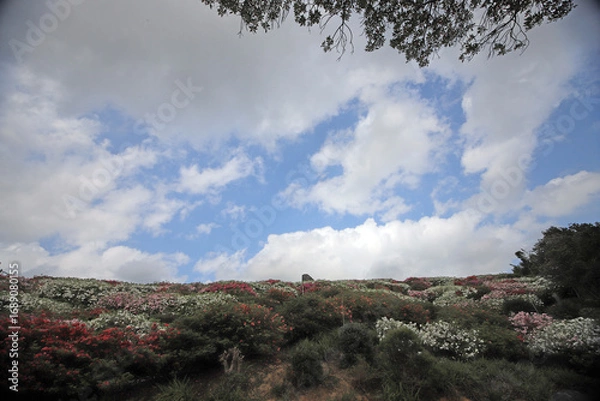 Fototapeta ツツジの咲く丘