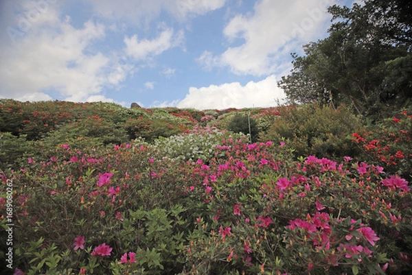 Fototapeta ツツジの咲く丘