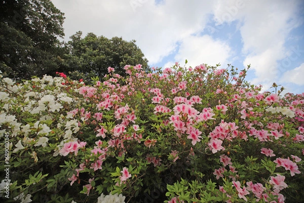 Fototapeta ツツジの咲く丘