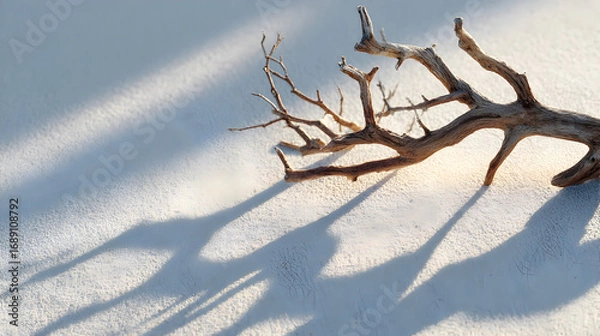 Fototapeta A bare tree branch lying on snow, casting shadows.