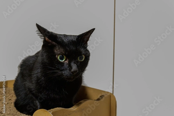 Fototapeta 家の中で佇む黒猫