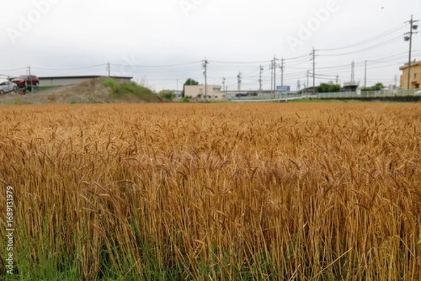 Fototapeta 道路沿いの小麦畑