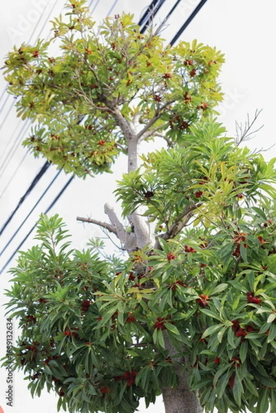 Fototapeta 街路樹のヤマモモ