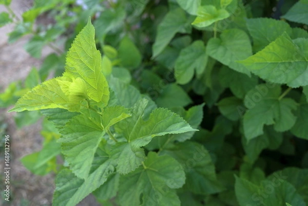 Fototapeta 陽に透ける葉先と影になる葉先と