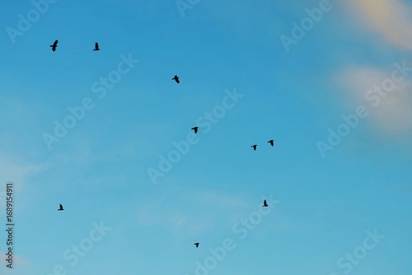 Fototapeta Flock of birds flying in the evening sky with soft pink clouds and blue background