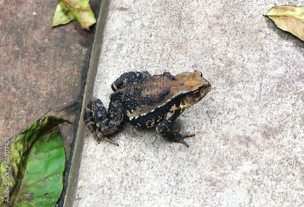 Obraz frog on the ground