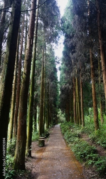 Obraz path in the forest