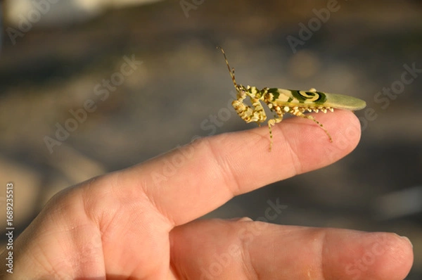 Obraz Wild Spiny Flower Mantis Camouflage