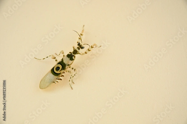 Obraz Wild Spiny Flower Mantis Camouflage