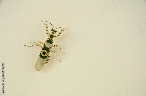 Obraz Wild Spiny Flower Mantis Camouflage