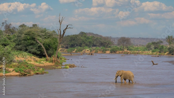 Obraz Large African Elephant making a river crossing at Samburu National Reserve in Kenya